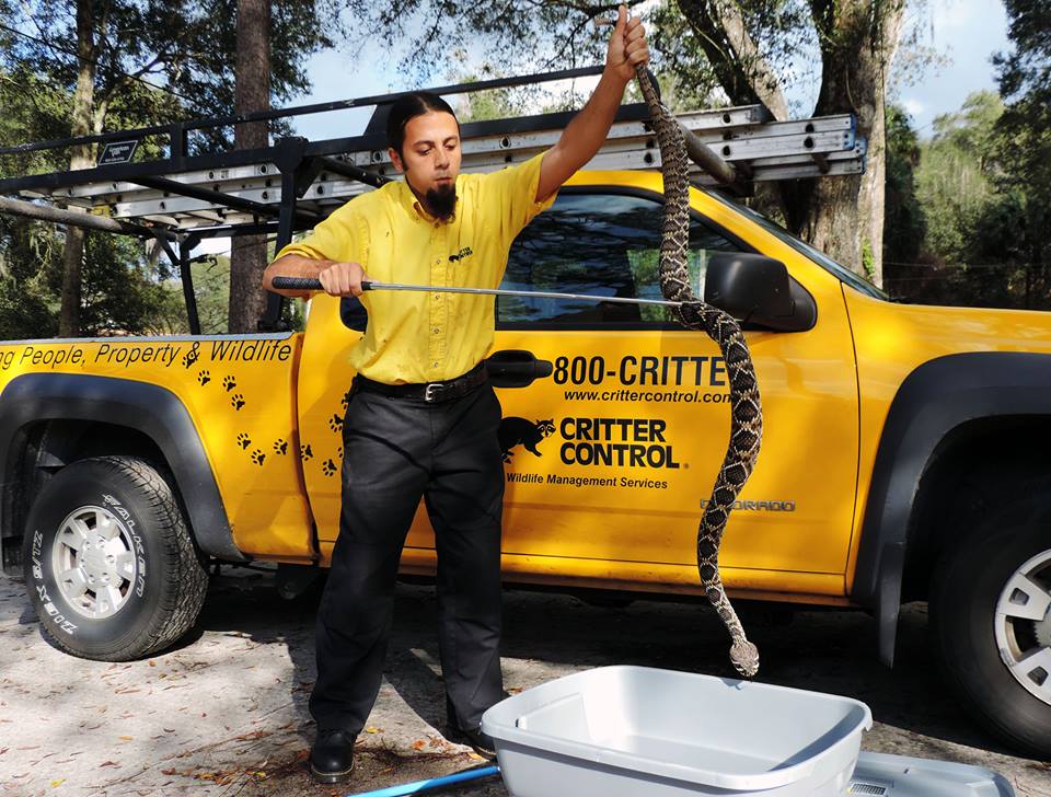 Critter Control Daytona Beach technician removing snake.